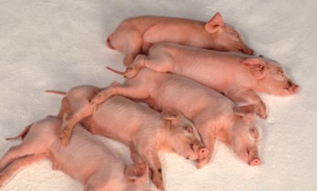 　当地时间10月5日，西班牙阿尔梅里亚，因“跳水”压死79头小猪，农场工人获刑15个月。