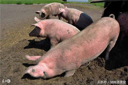 这几种猪常见皮肤病的治疗方法，你学学不？