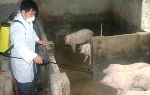 猪口蹄疫病是一种传播速度非常快，并且发病率相当高的猪病。生猪由于感染蹄疫病毒而引起这种疾病，患病的生猪有外表上和精神上两方面特征。
