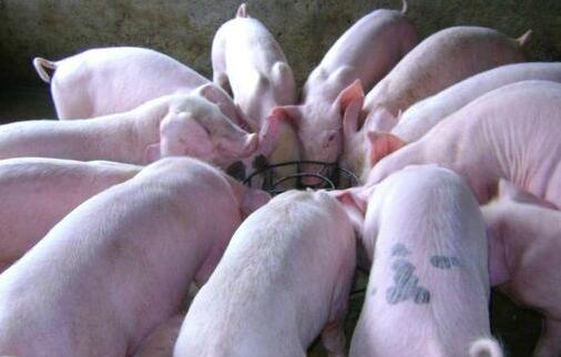   养殖户要想多赚钱，先得养好猪。要想把猪养好，就要认真加强喂养，生猪怎么喂养易长膘?应当做到如下几点：