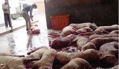 湖南省浏阳市首次追责养殖户，买卖病猪的一审均获刑