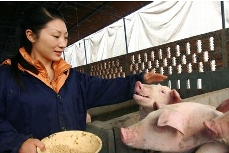 对于中国的养猪业，如何发展，如何发展，发展方向，与猪的切身利益相关！影响中国养猪业发展的因素有哪些?小的不仅仅是错误的辩论在错误的地方，拜托！