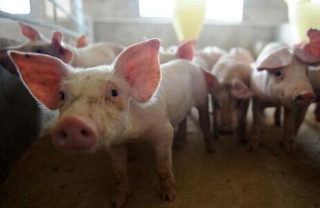 三季报盈利超18亿，牧原将把自繁自养的猪友领至何方？