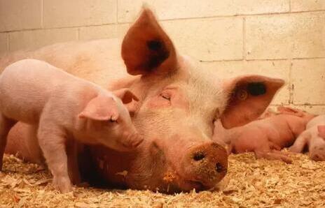 母猪是猪场的“特殊保护”动物，这个产仔母猪就更加特殊了，本期，小编给养殖户详细的讲解一下，饲养产仔母猪的五大要点！