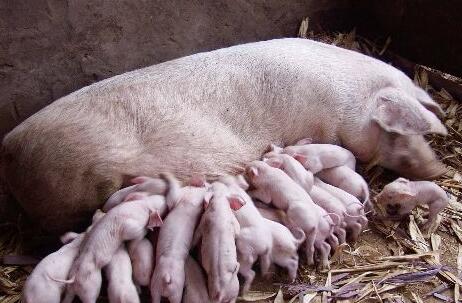 一些母猪, 特别是初产母猪, 因为饲料、管理、疾病等原因, 容易出现产后无乳的情况。