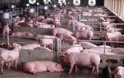 我国加快生猪产能恢复，前三季度肉类总产继续上升