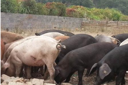 广东、福建、山东宣布加强生猪养殖污染防治工作，加快推进推进畜禽养殖废弃物资源化利用。而面对行业形势变化带来的挑战，湖北省养猪企业抱团提升竞争力。