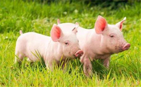 全国能繁母猪存栏量是在下降，但是下降趋势在放缓，说明现在的母猪产能是逐渐在增加，也就是母猪少了，但是生产的猪相对来说并没有减少多少，加上一些大型养猪企业的规模化等，实际上生猪产量并没有下降，所以说猪价没有大幅上涨。