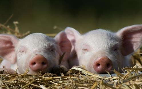 虽然近期猪肉价格小幅度上涨，但是还有上涨的空间，建议猪场生猪已经长成的养猪户们可以陆续出栏，但是不要为求高价，而将生猪压至年底