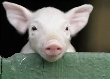  中国科学家23日宣布，他们利用基因编辑方法培育出一批健康的瘦肉猪，比正常猪脂肪少24％。