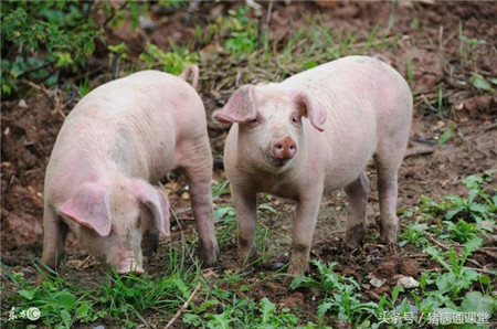 今冬养猪，这样做可以避免猪群再发生口蹄疫！