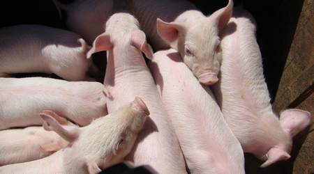 临床上呈现高热症状的猪病有许多，要及时治疗