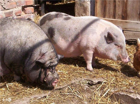 猪场种猪拱门、滑精是什么症状，兽医给出权威解答
