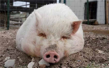 猪发生便秘该怎么治疗？用硫酸镁真的有用吗？