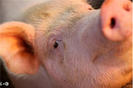 兽医：猪发热还在乱用抗生素？几味常见的中药帮你解决