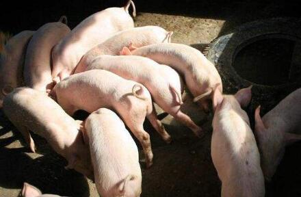 决策层是大力将环保养猪进行到底，养殖户该如何做