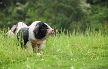 温氏、牧原等20家企业将在黑龙江生产4000万头生猪