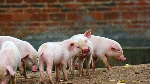 能繁母猪和环保拆迁是未来猪价的主要影响因素