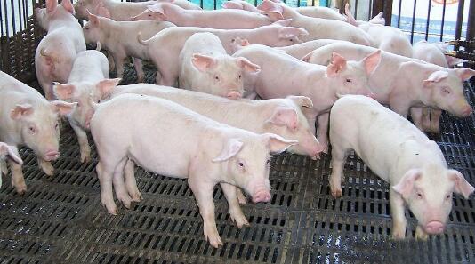 10月27日讯 几栋标准化的养殖房一字排开，养殖厂内，一头头小猪仔长势喜人，饲养员们正挨个给猪仔喂食