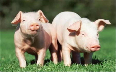 走势乐观！机构分析：猪价年底起飞！