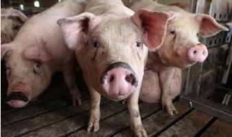 中国科学家宣布：利用基因编辑方法培育出健康瘦肉猪