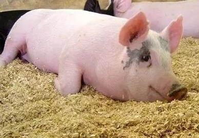 为什么呼吸道病的猪死前都会有喘气症状？