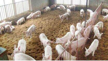 猪场生产区内日常卫生清洁消毒工作如何操作？