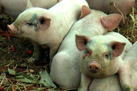 这三个养猪人的故事，让你减少一半猪场损失！