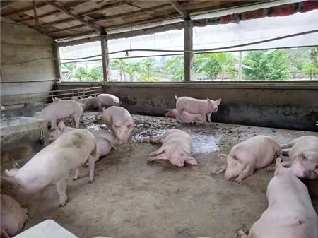农村养猪怎样才能最赚钱？