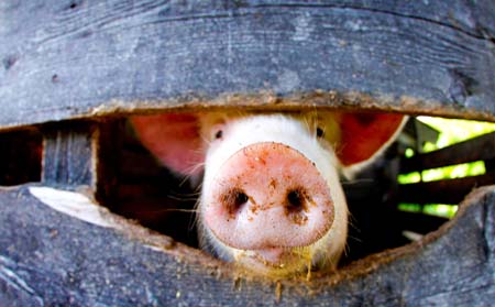 猪场冬季常见的保温及注意事项