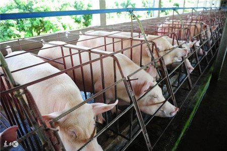 猪场限位栏在大面积使用，不过养猪人要知道限位栏的7种危害