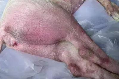 不同猪病引起的猪症状不同，如何鉴别？