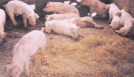 11月7日立冬 冬天应该重点关注的猪病症状有哪些？