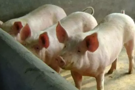 猪场却总有一些生长缓慢、延长出栏的猪。那么，到底是哪些原因导致猪生长缓慢的呢？