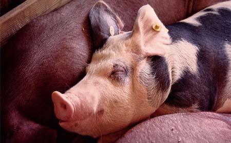 某养猪场育肥猪一夜猝死，原来是忽略了这个症状