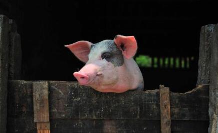 生猪市场四季度“变数”多，上市猪企全年利润“飘忽不定” 