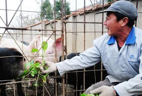 10月31日，江西省绥宁县县委副书记、县长罗玉梅与正邦集团华南大区副总裁赵令明先生正式签订了“绥宁---正邦30万头生猪生态养殖暨循环农业生态园产业链项目”。 　　
