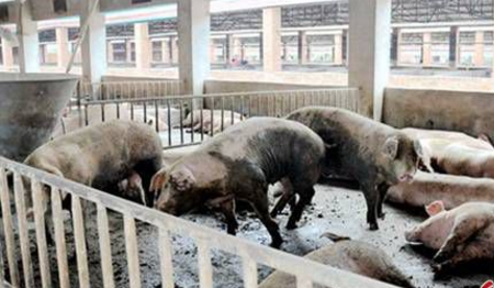 中国养猪业将会进入一个怎样的发展模式? 