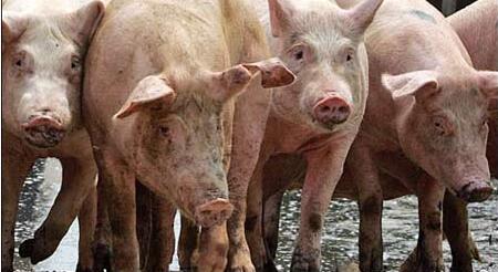 猪肉老板们纷纷表示，猪肉价格比较稳定，最近两个月以来，生猪数量减少，价格也上涨了1元左右。