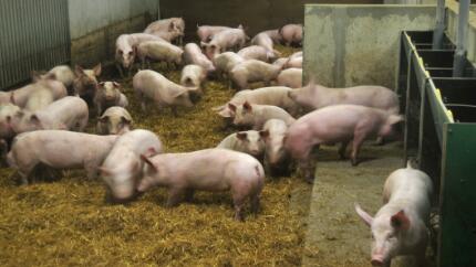 　目前猪肉价格趋势还不算太稳定，在这种情况下，养猪户不能掉以轻心，肆意补或压栏都是不可取的，不然会吃大亏的。