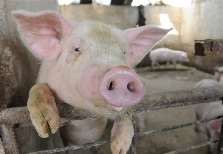  农村养猪：猪场太干燥，为什么会引起呼吸道疾病？