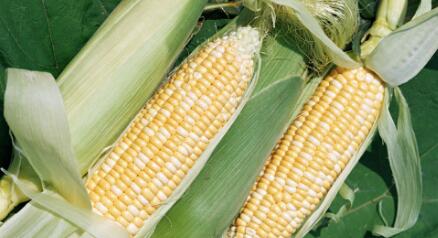    当下国内东北产区新玉米已经批量上市，季节性供给压力大增，当地玉米价格因此承压弱势下行。
