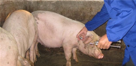  猪场的猪为什么会拉稀？知道这个你才知道怎么预防和治疗猪拉稀