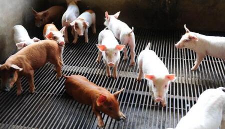 下半年养猪补贴政策出台拯救养猪业11月开始申报！