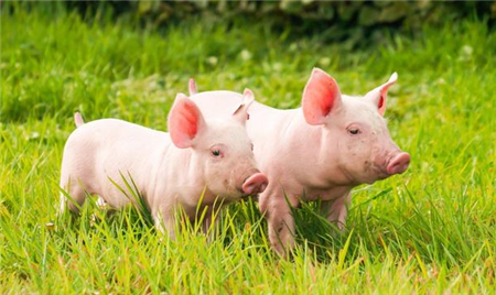 猪场的草地系统养殖相较于传统的圈养系统养殖的优势有哪些？