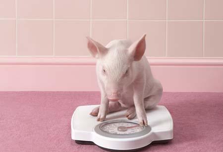  猪肚子下面长个大“疙瘩”，教你一个简单的预防小妙招！