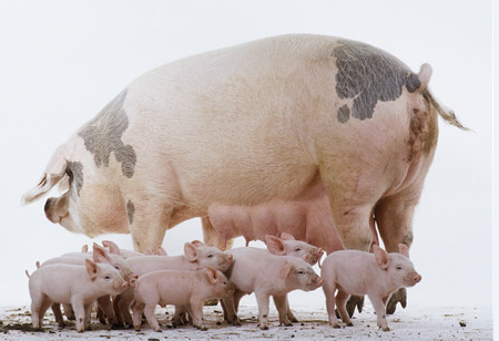 如何判断母猪是否产完？