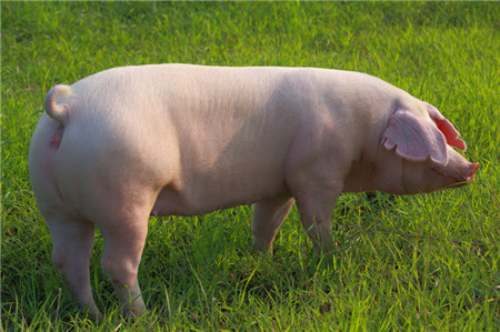 养猪场如何提高人工授精的成功率？