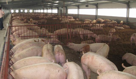 浅谈养猪场必备防疫条件及操作规程