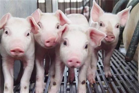 小猪一出生到断奶要做哪些疫苗及药物预防猪病?